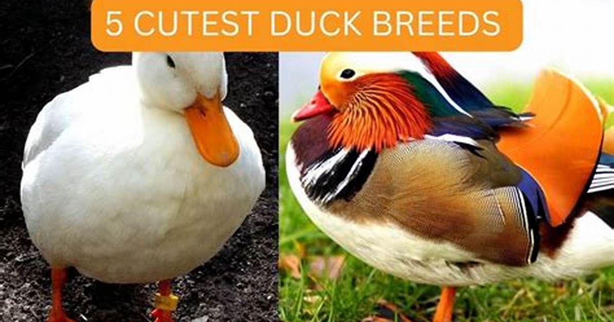 Adorable Monikers for Ducks: Discover the Cutest Names