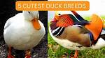 Adorable Monikers for Ducks: Discover the Cutest Names