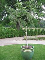 Can Olive Trees Grow in Ohio?