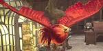 Can You Find a Second Phoenix Hogwarts?