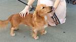 Discovering the Dotson-Golden-Retriever Mix: a Unique Canine Companion