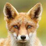 Discovering the Fascinating World of Fox Nose