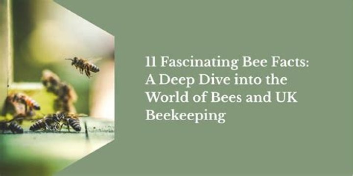 Dive into the World of Bees: Facts, Pollination & More!