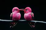 Fans Say Theyll Be Guessing Who Hummingbird Is on Masked Singer for a Whole Week Thu 2
