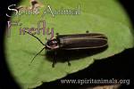 Firefly Spirit Animal Meaning Totem Meaning: Sign of Redemption