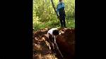 Maloqueiro Cavando Cova Portal Zacarias: Analysis and Interpretation