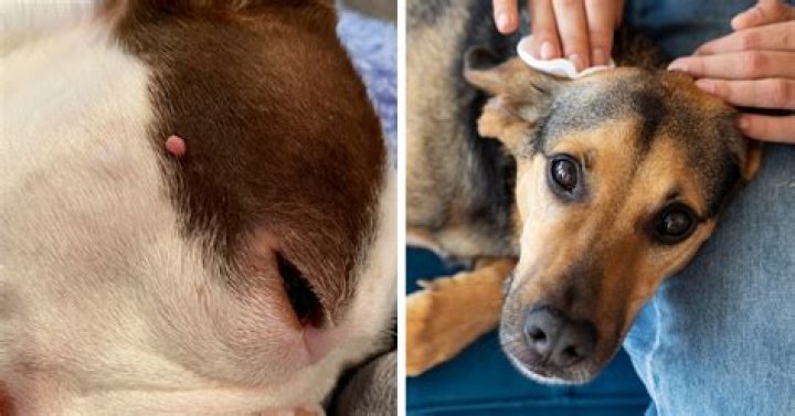 Skin Tags in Dogs Pictures: A Comprehensive Guide for Pet Owners