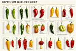 The Heat's on: Unmasking Which Pepper Reigns Supreme