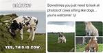 Udderly Hilarious: a Deep Dive into Funny Cows Memes
