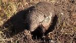 Unveiling the Secrets of the Dusty Armadillo Photos: a Journey of Discovery