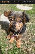 Unveiling the Secrets of Yorkie Rescue Los Angeles: Discoveries and Insights