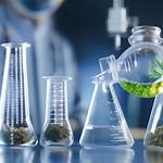 Unveiling the Wonders of Medical Cannabis with Doctor Ganja