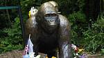 What Happened to Harambe's Body After He Was Killed? |