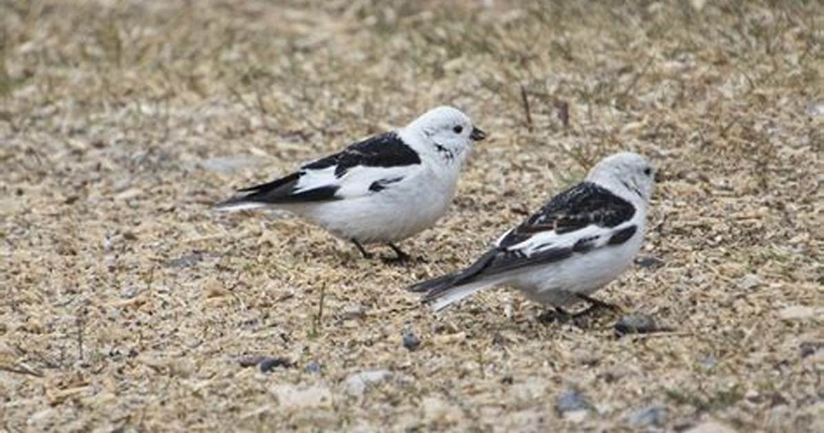 When Birds Disagree: a Closer Look at Bird Arguing
